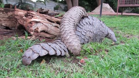 How Pangolin Gives Birth To Cute Baby ?