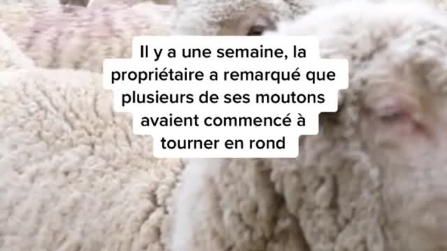 Sheep have been circling for 12 days sansexplication...