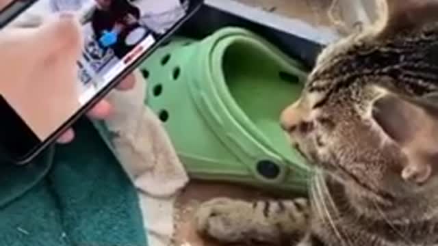 Funniest cat funny comedy scenes 🤣🤣