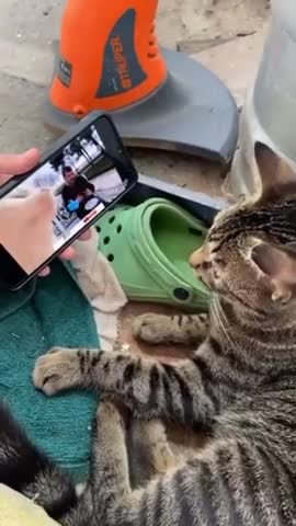 Funniest cat funny comedy scenes 🤣🤣