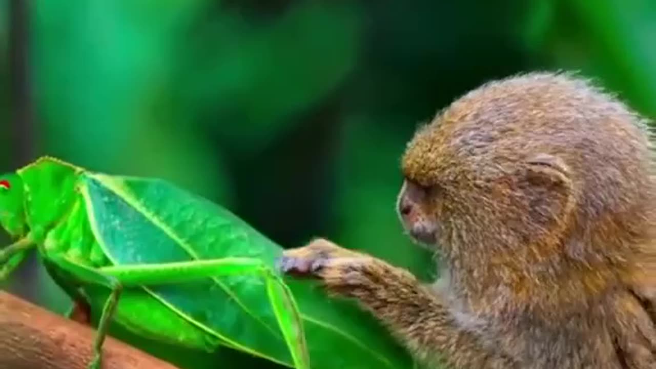 A Pygmy Marmoset Studying A Grasshopper~The Pygmy Marmoset Is A Species Of Primate From The Marmoset Family~A Pygmy Is One Of The Smallest Primates