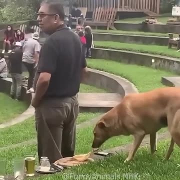 Funniest pets😁😁