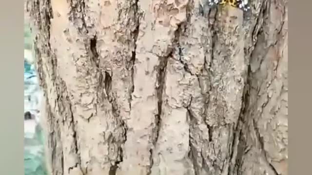 Top video animal