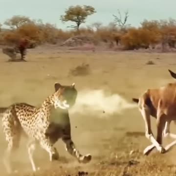 The leopard chases and loses confidence. Leopard Attack