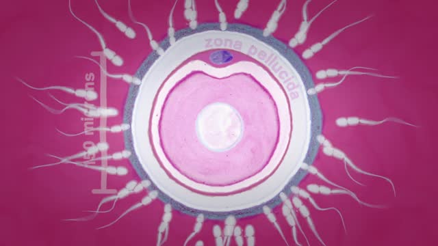 How in vitro fertilization (IVF) works - Nassim Assefi and Brian A. Levine