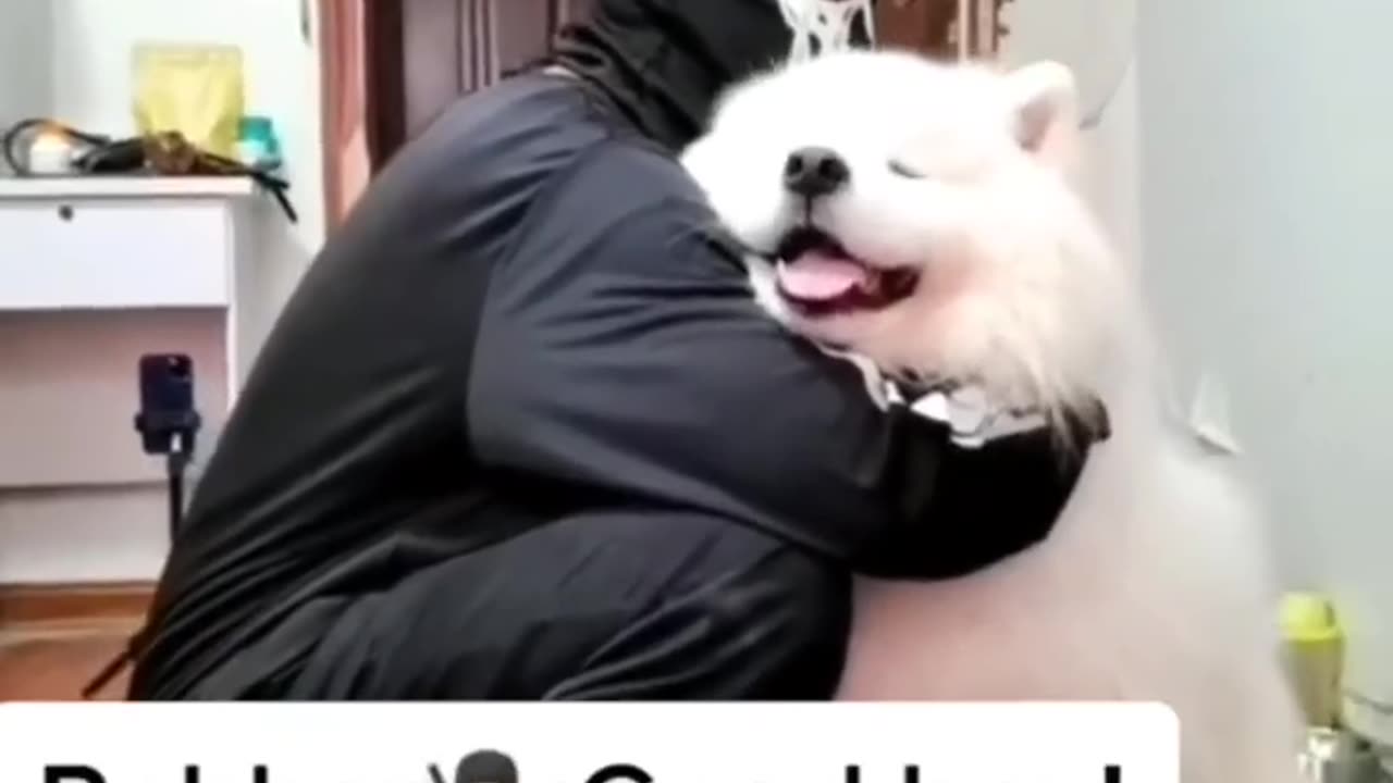 Samoyed and my friend