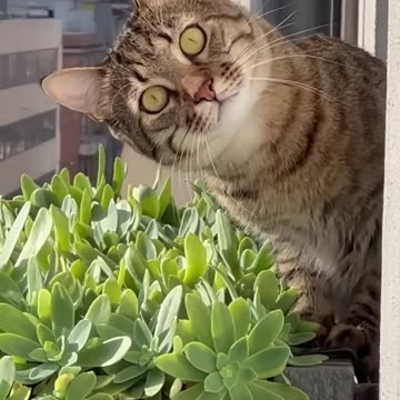 Cat jump ropes.viral video