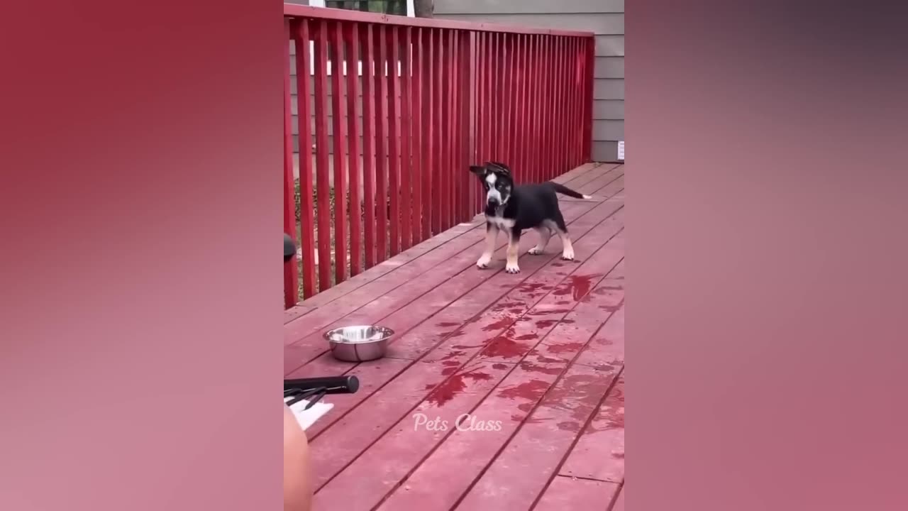 Funniest Animals 2023 😂 Funny Cats and Dogs Videos