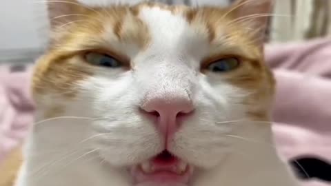 Stupid cat.