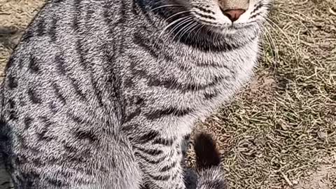 Cat video 2021 new cat varil video, #catsvideoa