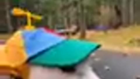Funny animal video