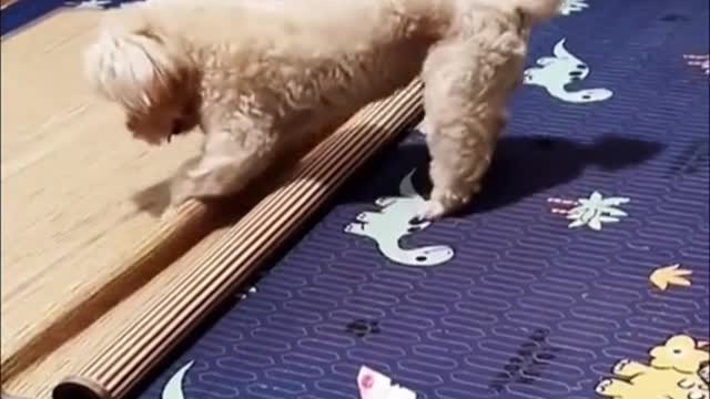 Smart and funny dog #funnydog #funnyvideos #funny #funnyanimals #fyp #😂😂😂