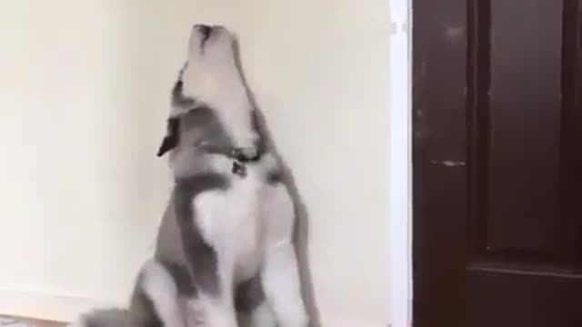 A dog that wants to go out and play.