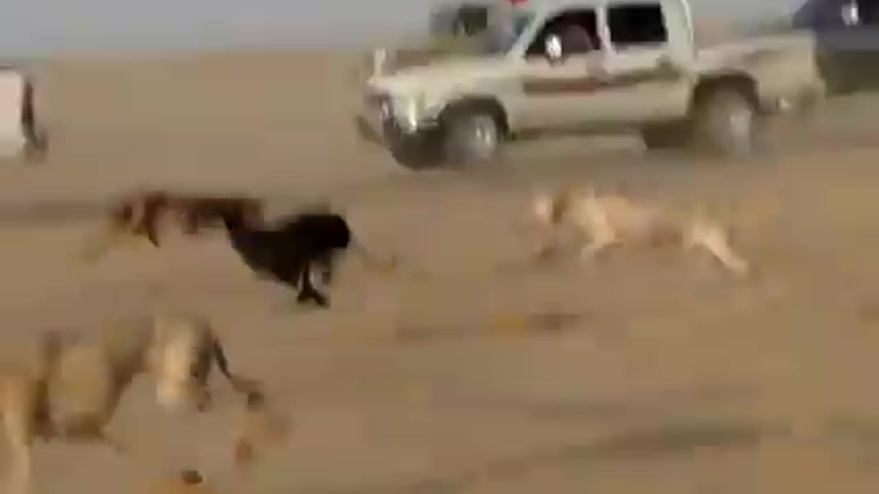 Deer and dog race