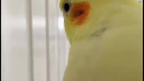 A Hole On My Bird's Face