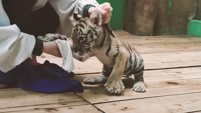 Play with a baby tiger