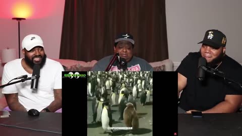 Hood Animals Funny Voiceovers Vol II😂😂 | Superchargedkam (try not to laugh)