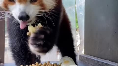 Red Panda Wholesomely eating