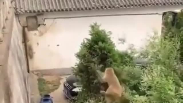 This monkey has developed a very clever mind for a monk