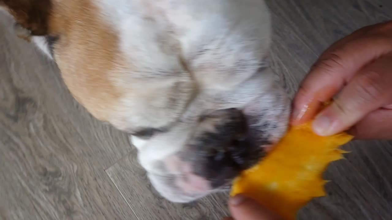 English Bulldog loves eating mango slice