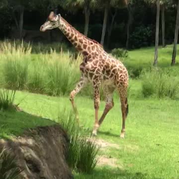 Disney World-Animal Kingdom Tour- August 2018