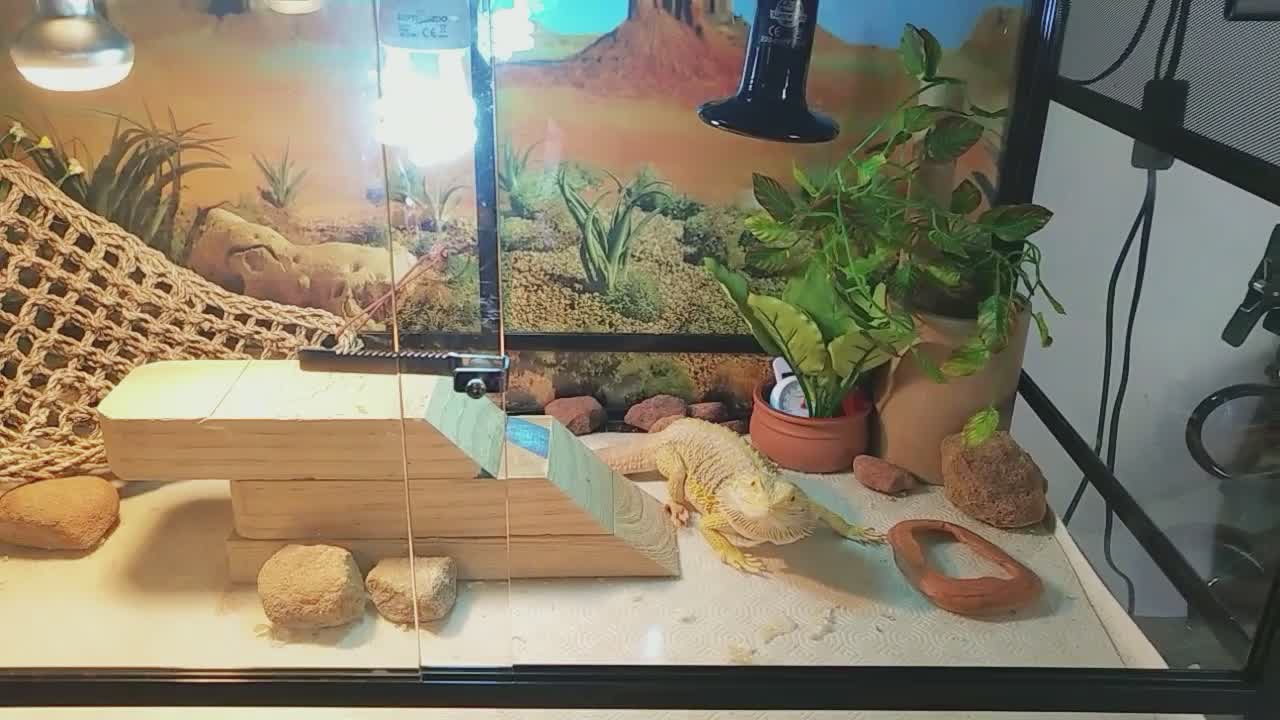 Bearded Dragon ate his shed|Cute animal/pet/lizard