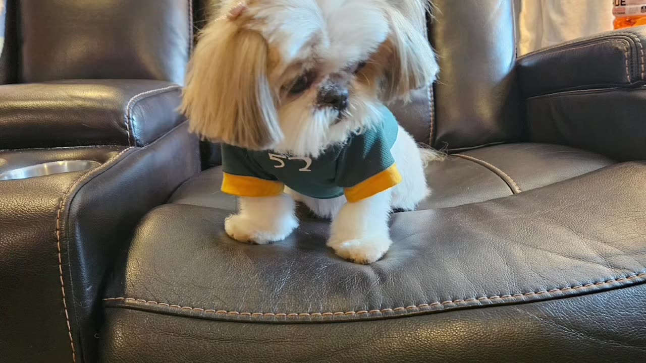 Rosie The Shihtzu Puts On Her Game Face