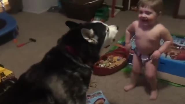 Toddler laughs as he and husky howl together