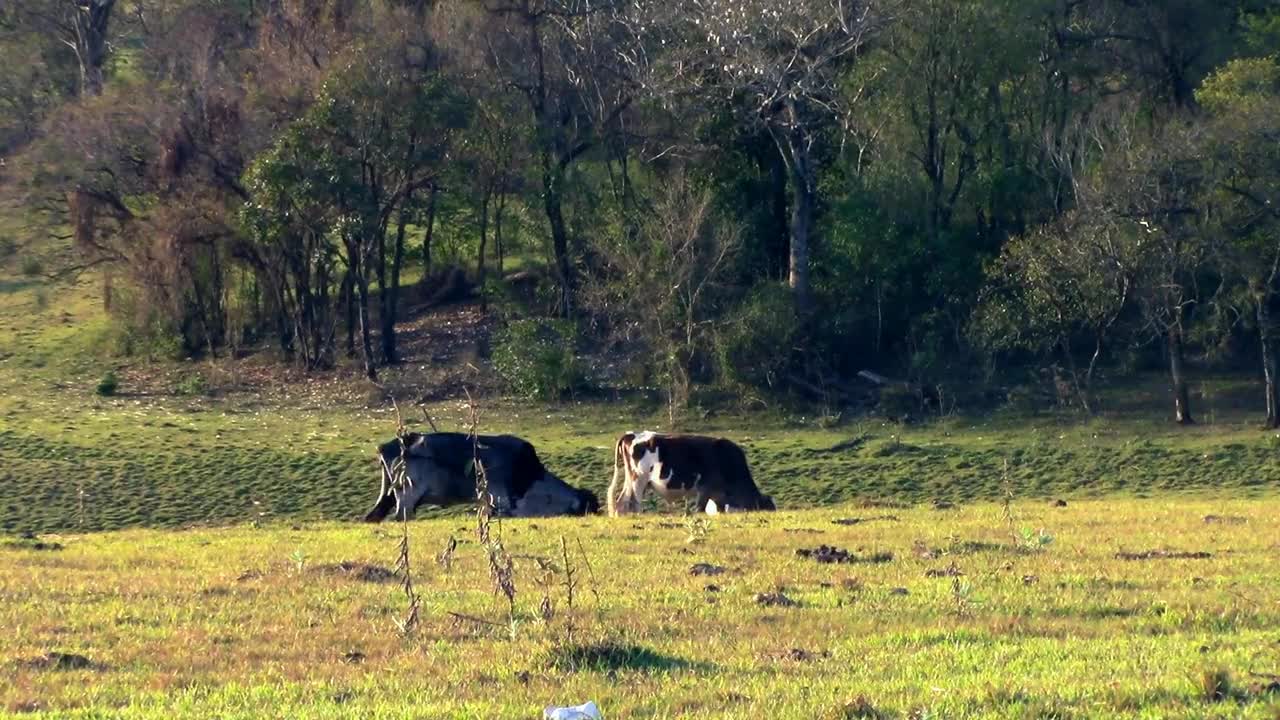 Bois Pasture Field Farm Nature Animals Cattle