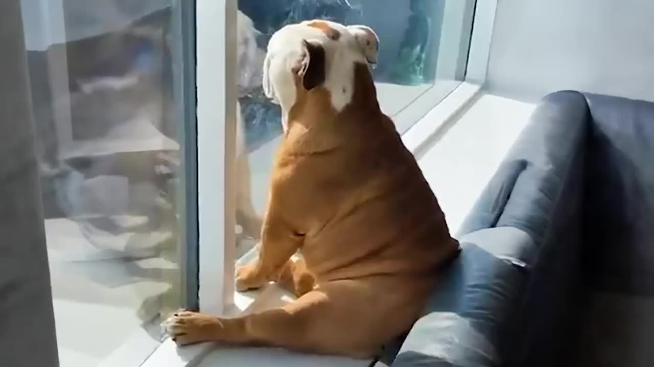 You would die laughing for these funny dogs