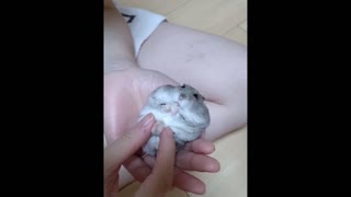 CUTEST HAMSTER