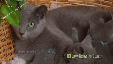 russian blue cat