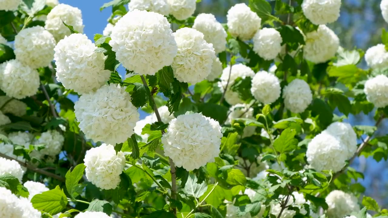 Snowball, Flower, White.