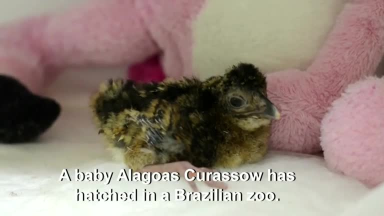 Bird that is extinct in the wild hatches in a Brazilian zoo