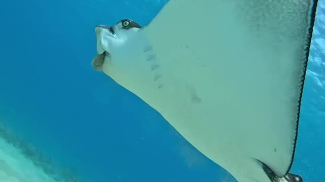 Astonishing, I met a stingray!