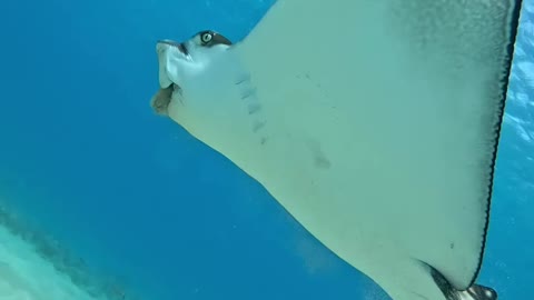 Astonishing, I met a stingray!