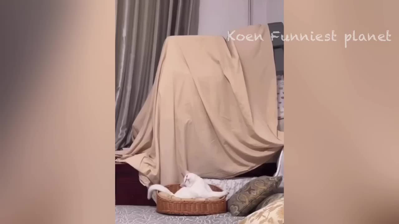 New Funny Animals π
Funniest Dogs And Cats Videos 2023πΆπΊ #7