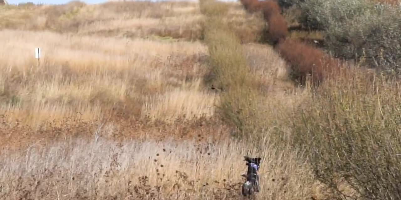 South Dakota Pheasant Hunt 2019