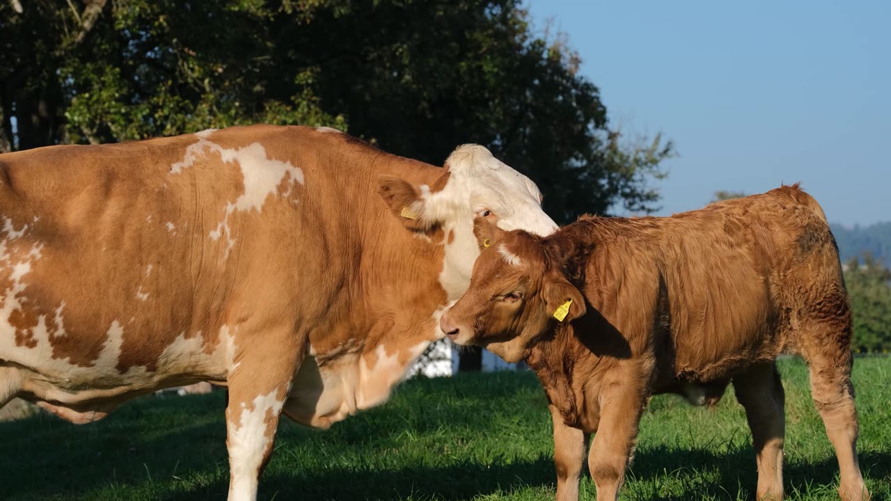 Amazing Beef Cow and Calf