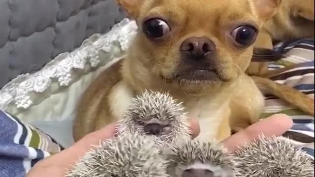 NEVER resist the cute baby animals cutenesses