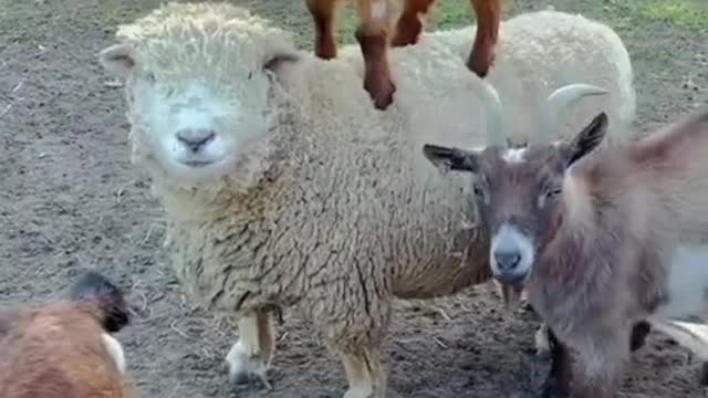 Baby Goat Enjoys Riding on Sheep by Standing on his Back