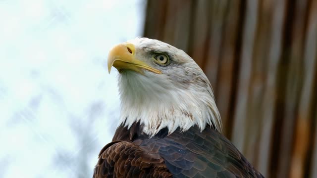 eagle