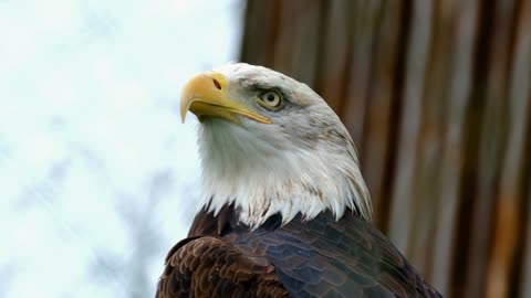 eagle