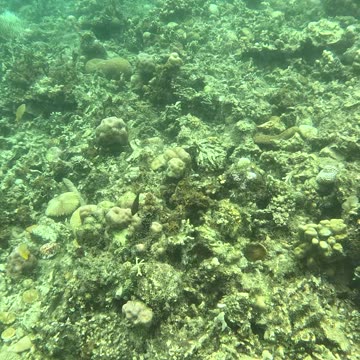 Snorkeling: Witnessing a Coral Reef Reborn