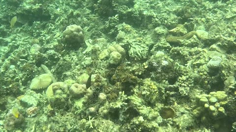 Snorkeling: Witnessing a Coral Reef Reborn