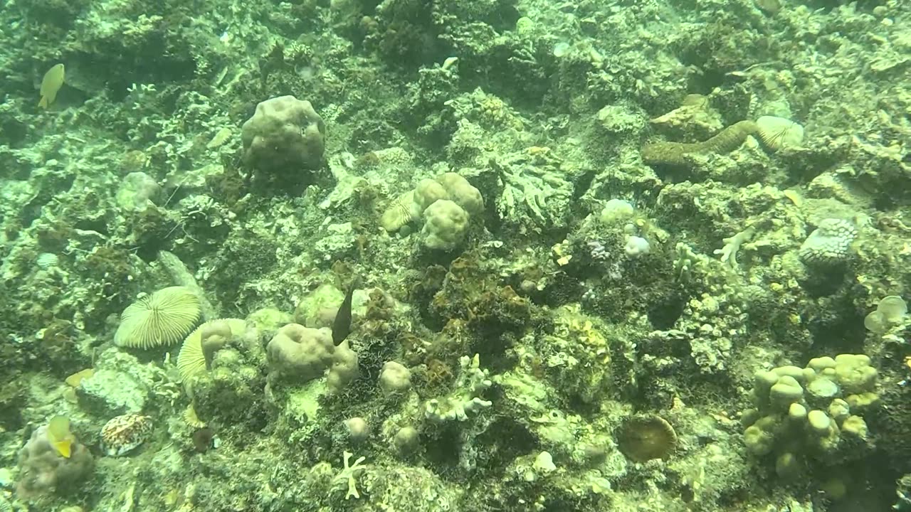 Snorkeling: Witnessing a Coral Reef Reborn