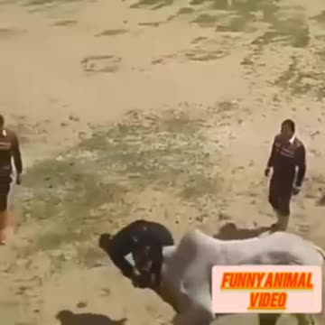 Funny video of bull 🐂😲
