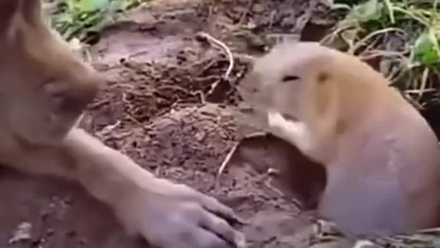 Mouse friend with Dog