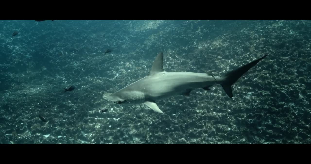 Diving GALAPAGOS ISLANDS Ecuador - 4K video underwater