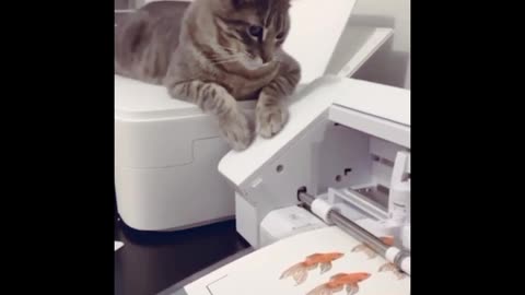 Cute and funny cats moments